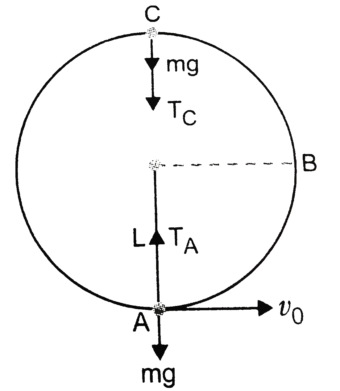A bob of mass m is suspended by a light string of length L. It is imparted a horizontal velocity v(0) at the lowest point A such that it completes a semi-circular trajectory in the vertical plane with the string becoming slack on reaching the topmost point C, figure, Obtain an expression for (i) v(0) (ii) the speeds at points B and C, (ii) the ration of kinetic energies (K(B)//K(C)) at B and C.   Comment on the nature of the trajectory of the bob after it reahes the poing C.