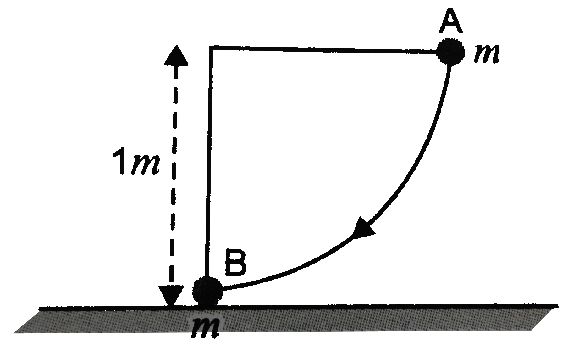 The bob A of a pendulum released from horizontal to the vertical hits another bob B of the same mass at rest on a table as shown in figure.   If the length of the pendulum is 1m, calculate   (a) the height to which bob A will rise after collision.   (b) the speed with which bob B  starts moving.   Neglect the size of the bobs and assume the collision to be elastic.