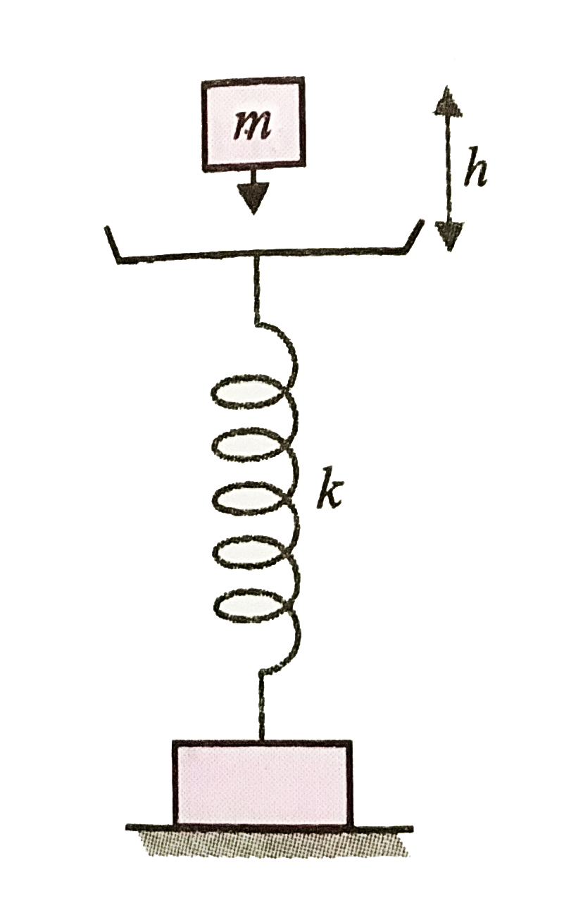 A body of mass m falls from a height h on to the pan of a spring balance, figure, The masses of the pan and spring are negligible. The spring constant of the spring is k. The body gets attached to the pan and starts executing S.H.M. in the vertical direction. Find the amplitude and energy of oscillation.