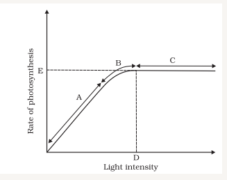 Figure 13.10 shows the effect of light on the rate of photosynthesis. Based on the graph, answer the following questions: At which point/s (A, B or C) in the curve is light a limiting factor?