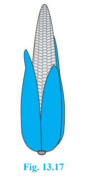 A corn cob (see Fig. 13.17), shaped somewhat like a cone, has the radius of its broadest end as 2.1 cm and length (height) as 20 cm. If each 1 cm2 of the surface of the cob carries an average of four grains, find how many grains you would find on the entire cob.