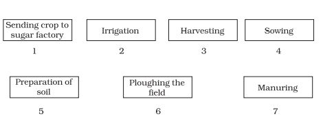 Arrange the following boxes in proper order to make a flow chart of sugarcane crop production.