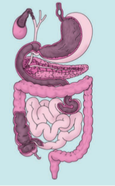 Label Fig. 2.11 of the digestive system: