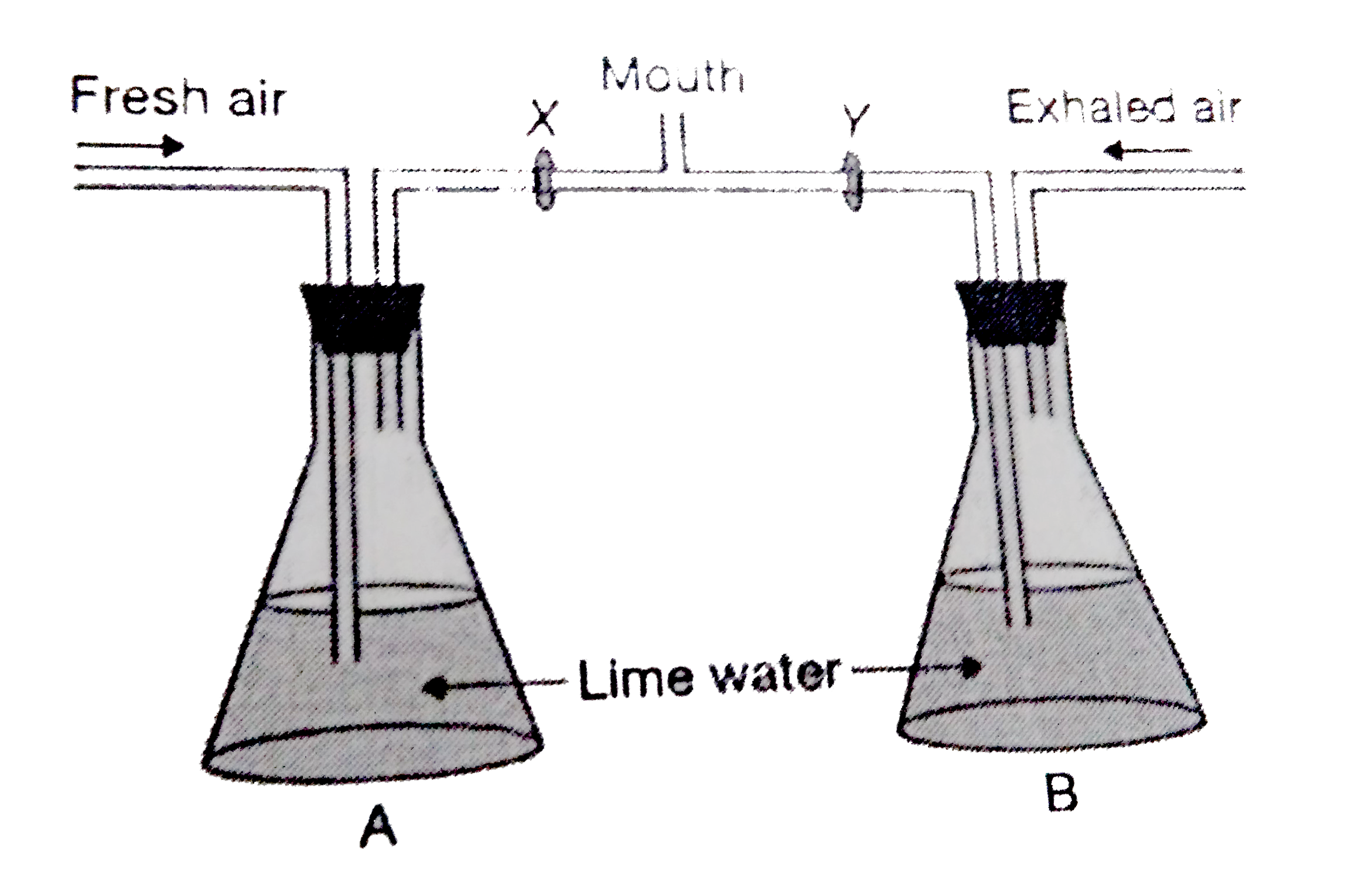 Observe the figure given below and answer the following questions.       (a) Will the observation be same in both the flask ?      (b) What inference can be drawn from the given experiments?