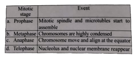 Which of the mitotic stage is incorrectly related with the event?