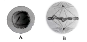 A and B are two stages of mitosis. Correctly identfy above: