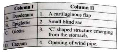 Match the following columns.