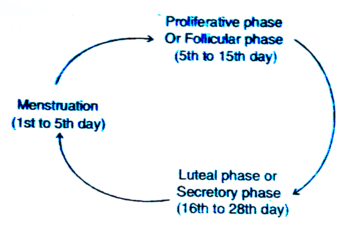 The events of the menstrual cycle are represented below. Answer the questions following the diagram.   (i)State the levels of FSH , LH and Progesterone simply by mentioning high or low , around 13th and 14th day and 21st to 23 rd day .   (ii)In which of the above mentioned phases does the egg travel to the fallopian tube ?   (iii)Why is there no menstruation upon fertilization ?