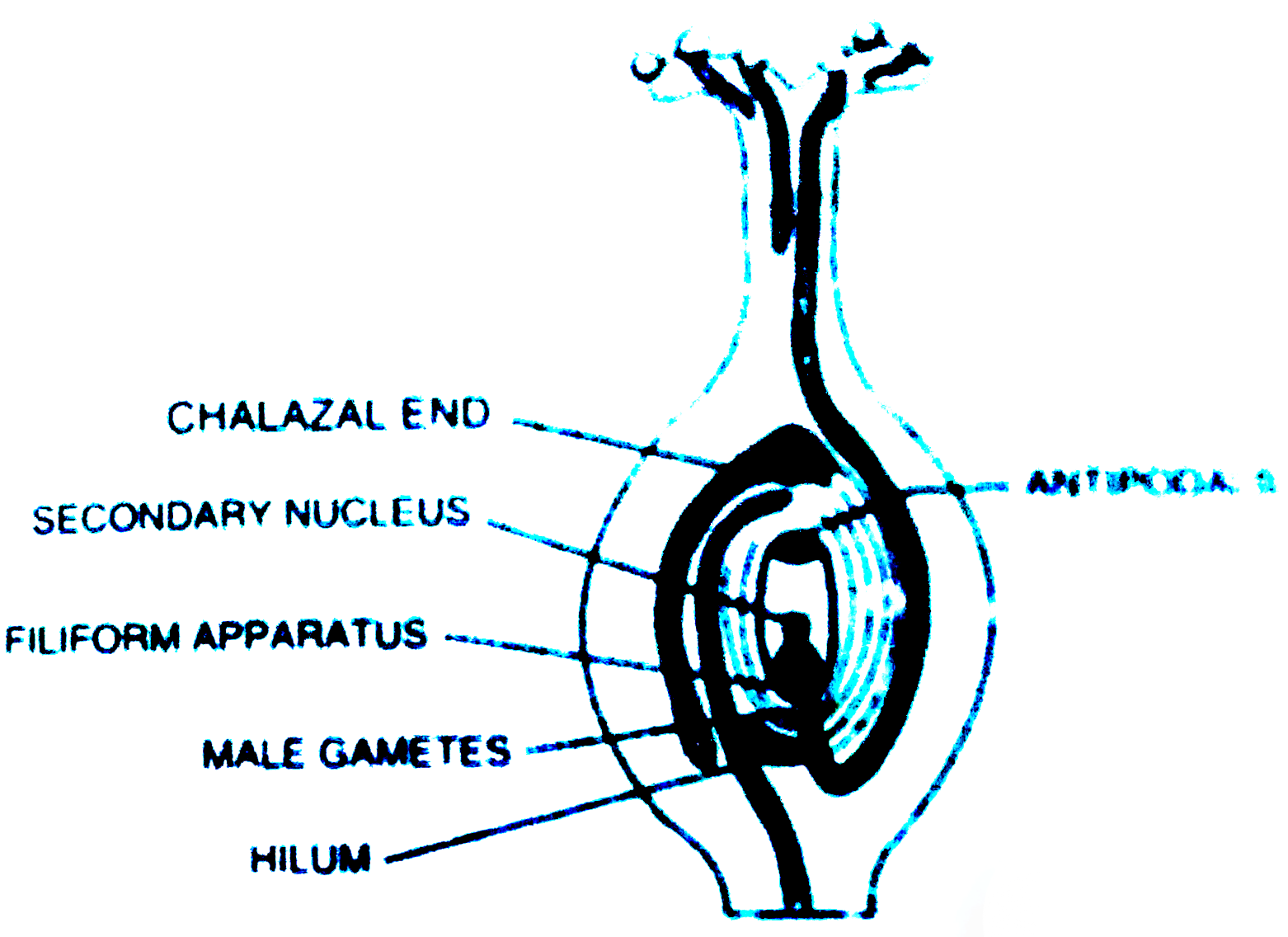 Draw a longitudinal section of a post-pollinated pistil showing entry of pollen tube into a mature embryo-sac. Label filiform apparatus, chalazal end, hilum, antipodals male gametes and secondary nucleus .