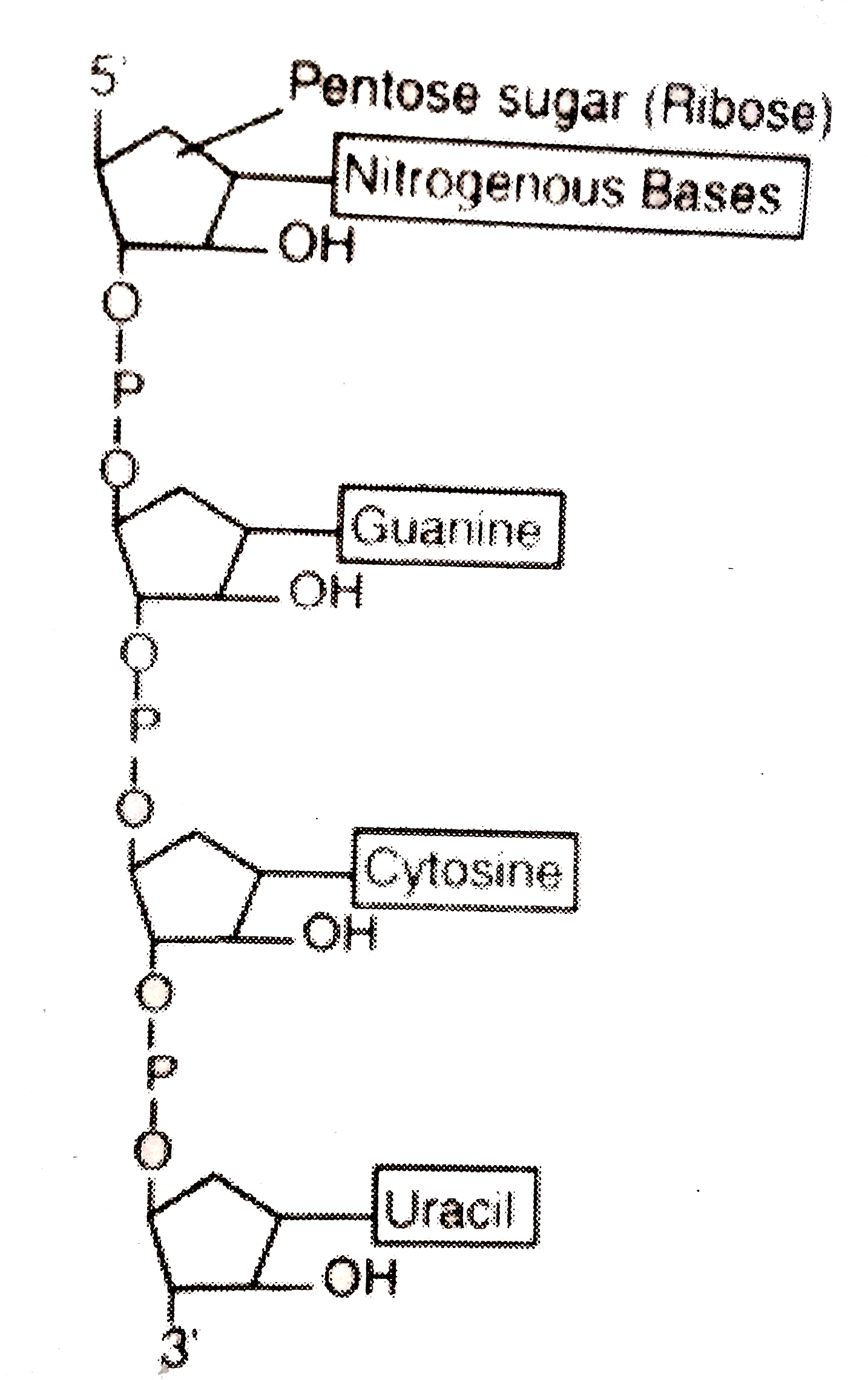 Describe the structure of an RNA polynucleotide chain having four different types of nucleotides.