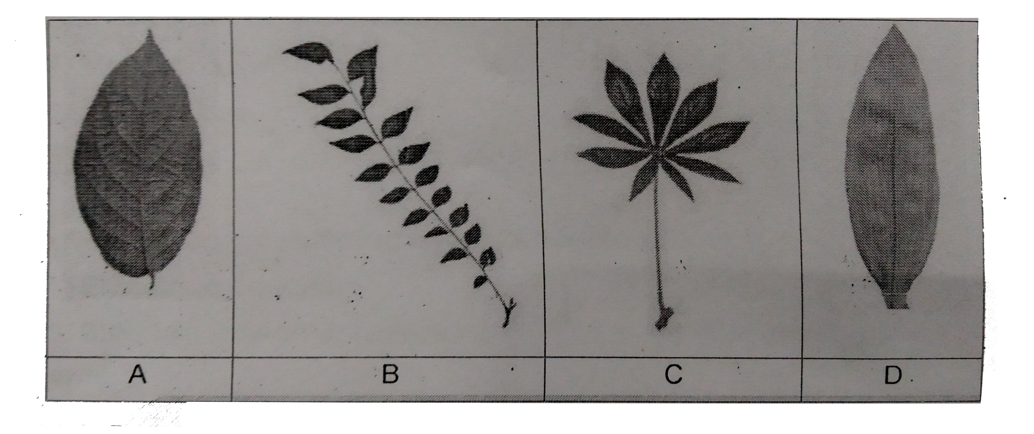 Identify the given diagrams and mark the correct option-