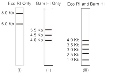 A scientist has cloned an 8 Kb fragment of a mouse gene into the Eco RI site of a vector of 6 Kb size. The cloned DNA has no other Eco RI site within. Digestions of the cloned DNA is shown below.       Which one of the following sets of DNA fragments generated by digestion with both Eco RI and Bam HI as shown in (iii) is from the gene?