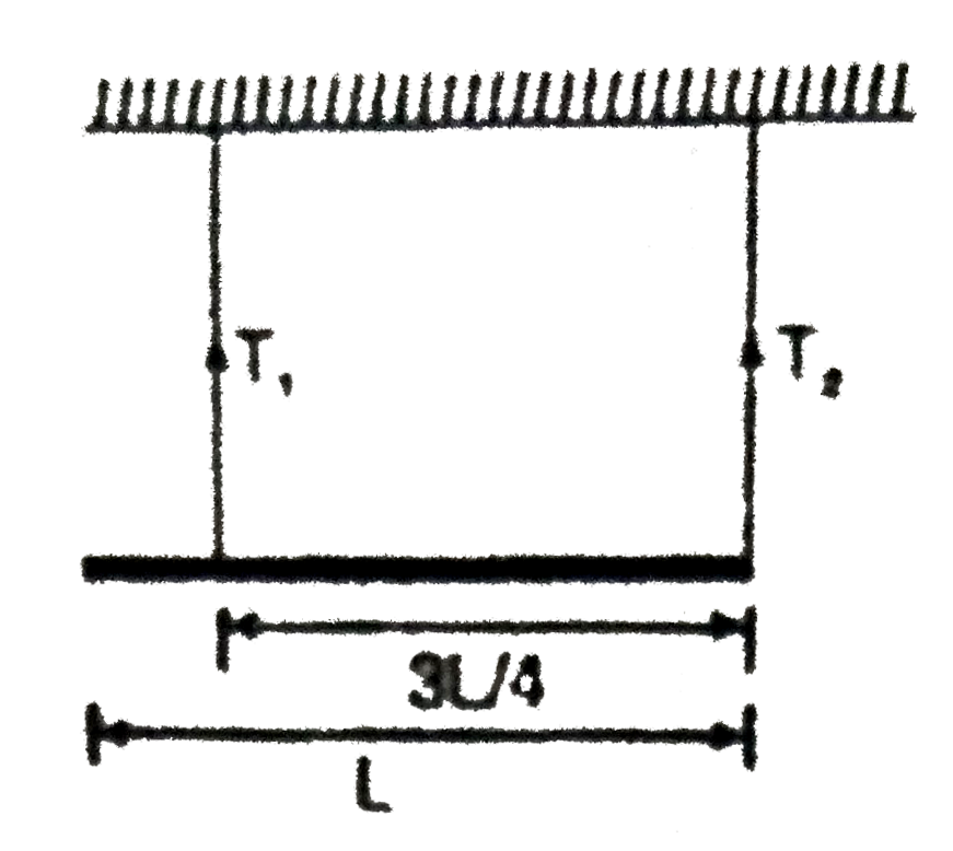 A uniform rod of mass m and length L is suspended with two massless strings as shown in the figure. If the rod is at rest in a horizontal position the ratio of tension in the two strings T1/T2 is: