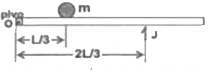 A uniform rod of length L and mass M, is lying on a frictionless horizontal plane and is pivoted at one of its ends, as shown in the figure. An inelastic ball of mass m is fixed with the rod at a distance L//3 from O. A horizontal impulse J is given to the rod at a distance 2L //3 from O in a direction perpendicular to the rod. Assume that the ball remains in contact with the rod after the collision and the impulse J acts for a small time interval Delta t.    (a) Find with resulting instantaneous angular velocity of the rod just after the impusle is imparted.    (b) Find the impulse acted on the ball during the time interval Delta t.    (c ) Find the magnitude and direction of the impulse applied by the pivot during the time interval Delta t.