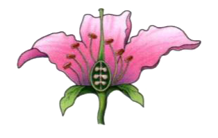 Label the following parts in the given diagram .   thalamus , style , stigma , sepals , petals , stamens