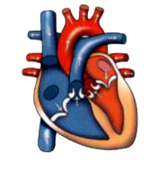 Given below is a diagram of the human heart. Draw it in your notebook and label the following parts.       right auricle