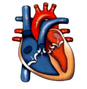 Given below is a diagram of the human heart. Draw it in your notebook and label the following parts.       left ventricle