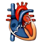Given below is a diagram of the human heart. Draw it in your notebook and label the following parts.       right ventricle
