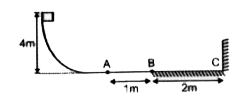 एक m= 0.1kg द्रव्यमान का गुटका 4m की ऊंचाई से चिकनी वक्रीय सतह पर छोड़ा जाता है।  क्षैतिज सतह पर पथ AB चिकना है तथा पथ BC का घर्षण गुणांक mu= 0.1 है।  यदि गुटके की ऊर्ध्वाधर दीवार के C बिंदु पर टक्कर प्रत्यास्थ है, विराम में आने से पूर्व गुटके द्वारा क्षैतिज सतह पर तय की गई कुल दुरी होगी: (g=10 m//s^(2))