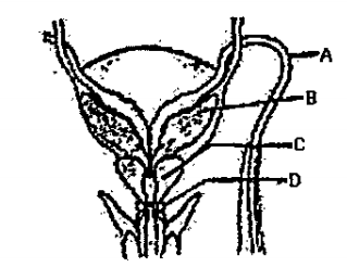 Given diagrammatic sketch of a portion of human male reproductive system. Select the names of the parts labelled A,B,C,D.