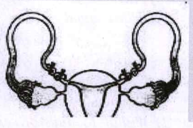 What is the figure given below showing in particular?