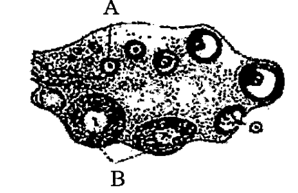 The figure shows a section of human ovary.Select the option which gives the correct identification of A and B with function/ characteristic