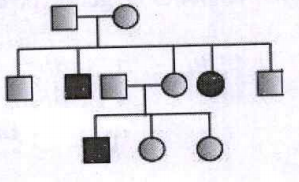 Study the pedigree chart given below   What does it show?