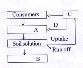 Given is a simplified model of phosphorus cycling in a terrestrial ecosystem with four blanks (A - D) identify the blanks.