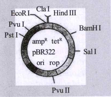 The figure below is the diagrammatic representation of the E. Coli vector p BR 322.Which one of the given options correctly identifies its certain component (s)?