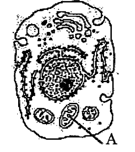 Select the alternative giving correct identification and function of the organelle 'A' in the diagram: