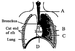 The figure shows a diagrammatic view of human respiratory system with labels A, B, C and D. Select the option which gives correct identification and main function and // or characteristic.