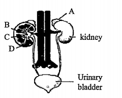Figure shows human urinary system with structure labelled A to D. Select option which correctly identifies them and gives their characteristics and //or functions: