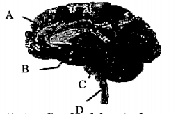 A sagittal section of human brain is shown here. Identify at least two labels from A-D: