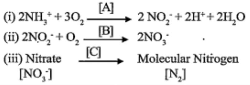 The equations given below represent the different stages of nitrogen Cycle in plants.