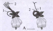 Identify the given diagram A and mark the parts labelled as 1 and 2.