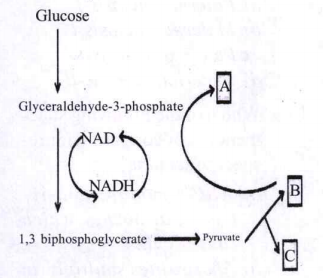 Choose the correct combination of labelling the molecules involved in the pathway or anaerobic respiration in yeast. .