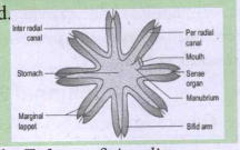 Identify the given diagram