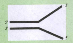Redraw the structure as a replicating fork and label the parts.