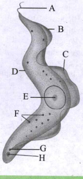 Identify the given diagram.