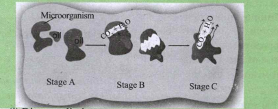 Observe the diagram and answer the questions: What is the reaction occurring in stage B