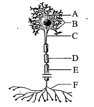 Identify what type of neuron is this and label the parts