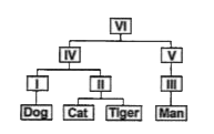 Recognise the following flow diagram and the find correct option according to taxonomic hierarchy.
