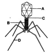 Given below is the diagram of a bacteriophage. In which one of the options all the four parts A, B, C and D are correct?