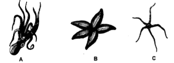 Examine the figures A, B and C. In which one of the four options, all the items, A, B and C are correct?