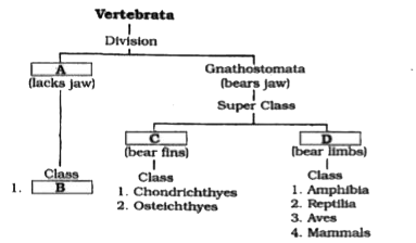 Go through the following flowchart for division of subphylum vertebrata        Fill up gaps A to D