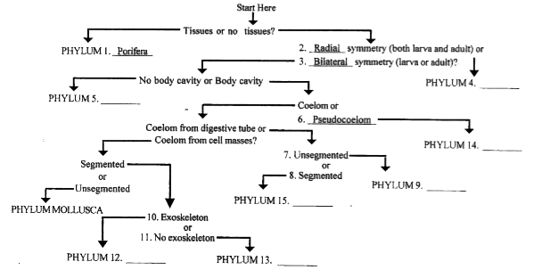The following flow chart summerises the evolutionary relationships and characteristics of the major phyla of animals.      The correct order of phyla 4, 5, 14, 12, 13, 9 and 15 is