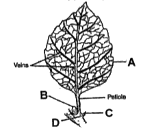 Given above is the diagram of a typical leaf. In which of the following all the four parts labelled as A, B, C and D are correctly identified -