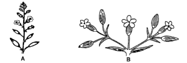 Identify A and B inflorescence -