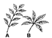 Identify A and B leaves -