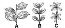 Different types of phyllotaxy are shown the following figures. Identify the types of phyllotaxy (A, B and C).